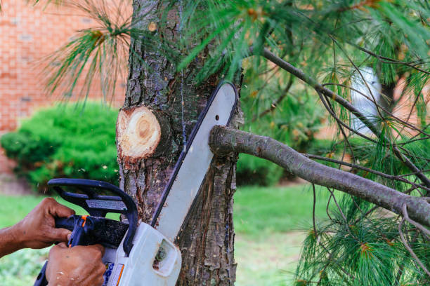 How Our Tree Care Process Works  in Russell, PA